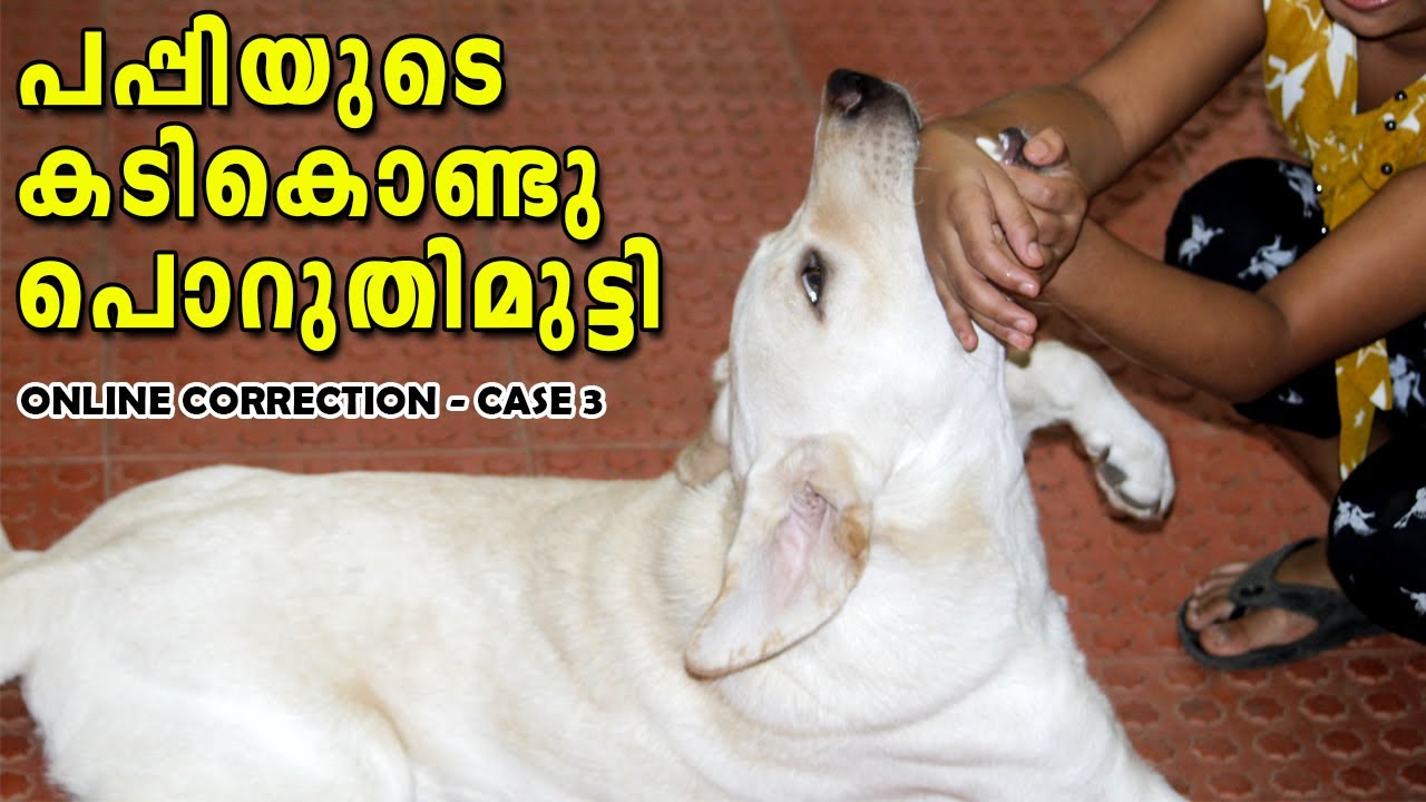 പപ്പിയുടെ കടികൊണ്ട് പൊറുതിമുട്ടി : PUPPY BITING SOLUTION : MOUTHING : ONLINE CORRECTION EP 2