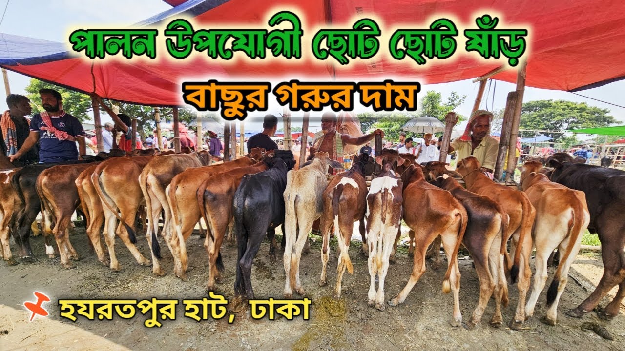 চাহিদা সম্পূর্ণ পালন উপযোগী বাছুর গরুর দাম || হযরতপুর হাট