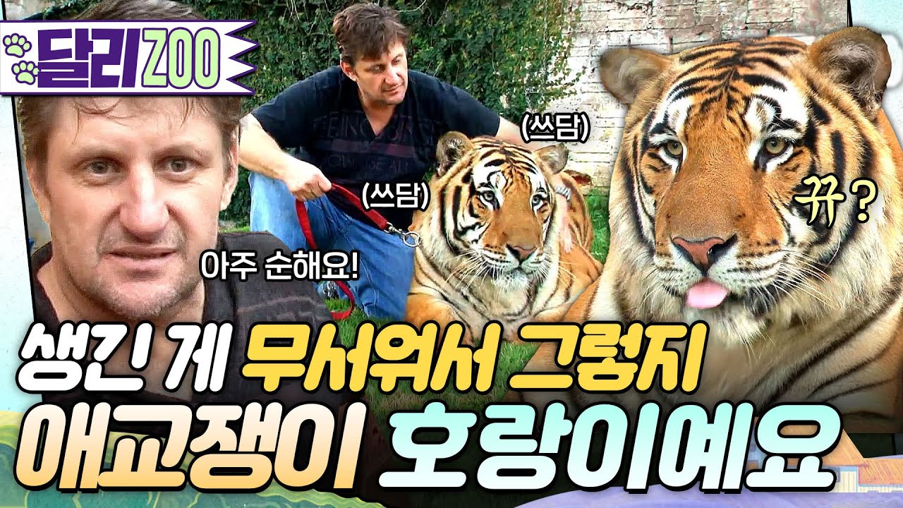 [🐕#달리ZOO] 아저씨 앞에서는 애교쟁이 대형 고양이로 변신😺 #TV동물농장 #달리 #DALI