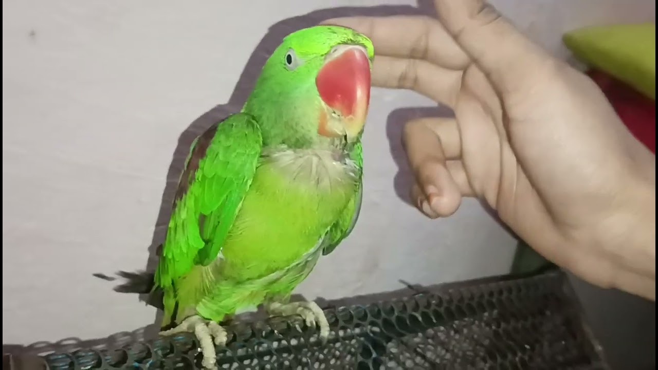 Aaj ham new parrot le aaye😍😊#subscribe #vlog#public reaction#video  