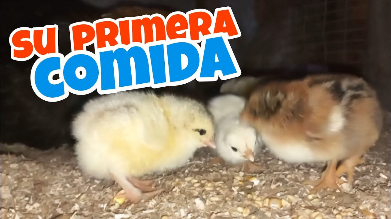Por primera vez comen los pollitos bebes 👏😁❤️🐥❤️