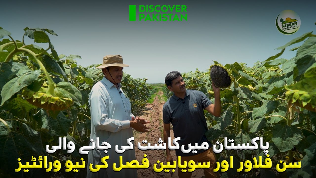New variety of sunflower and soya bean crop cultivated | Discover Pakistan TV