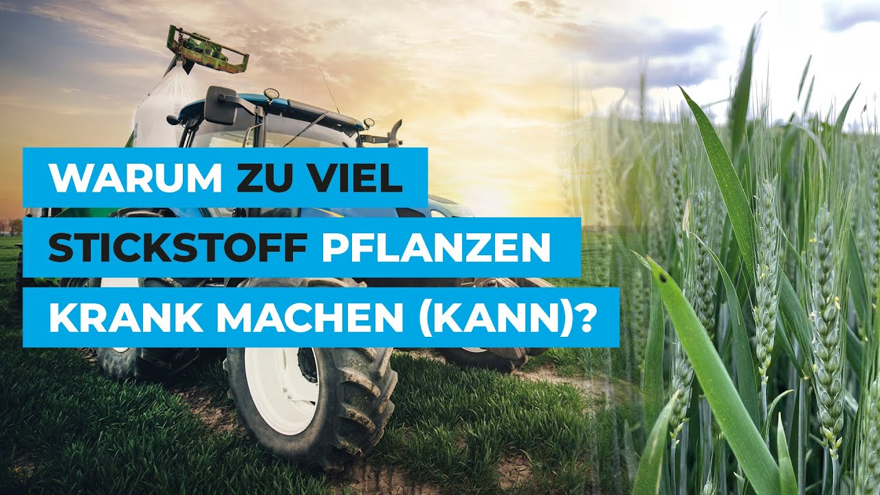 Warum zu viel Stickstoff Pflanzen krank machen (kann)?