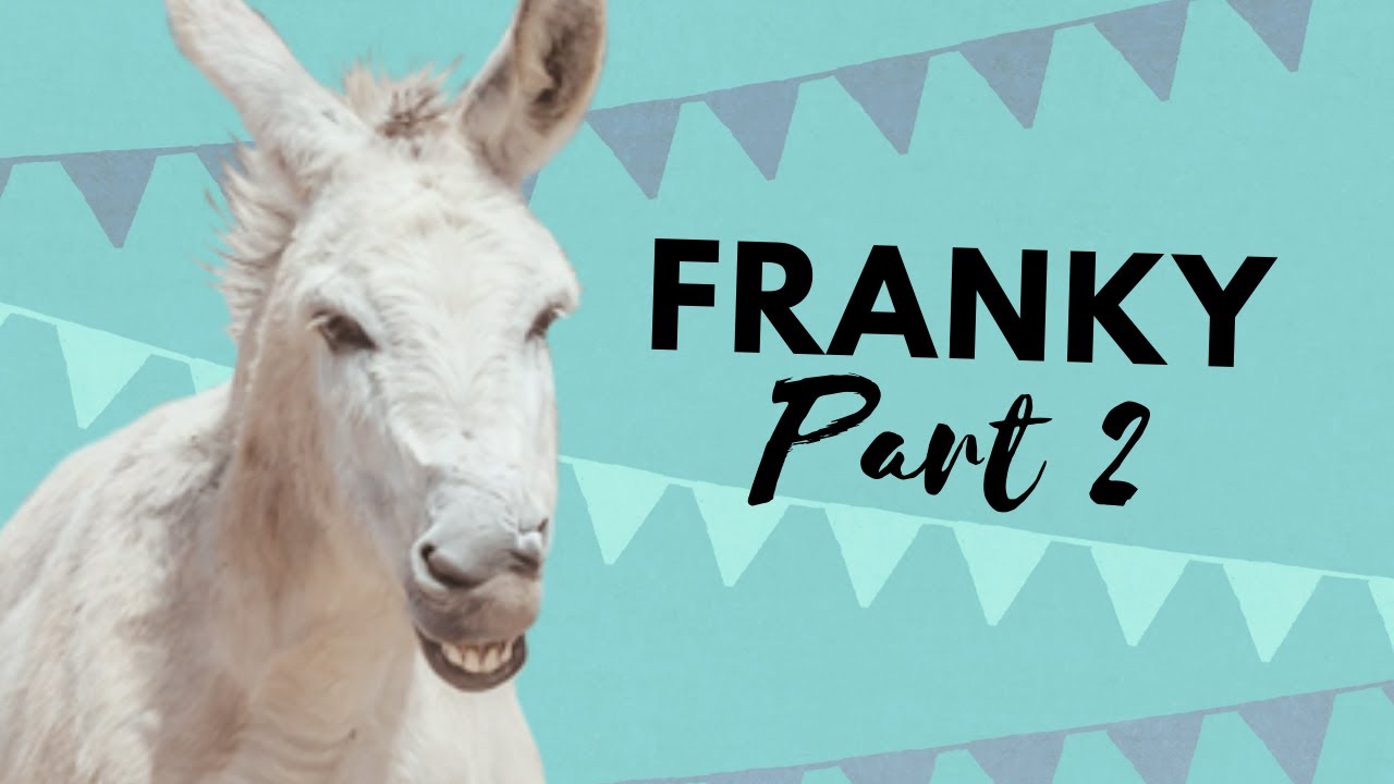 Franky's introduction to our fields, part 2 - Easy Horse Care Rescue Centre