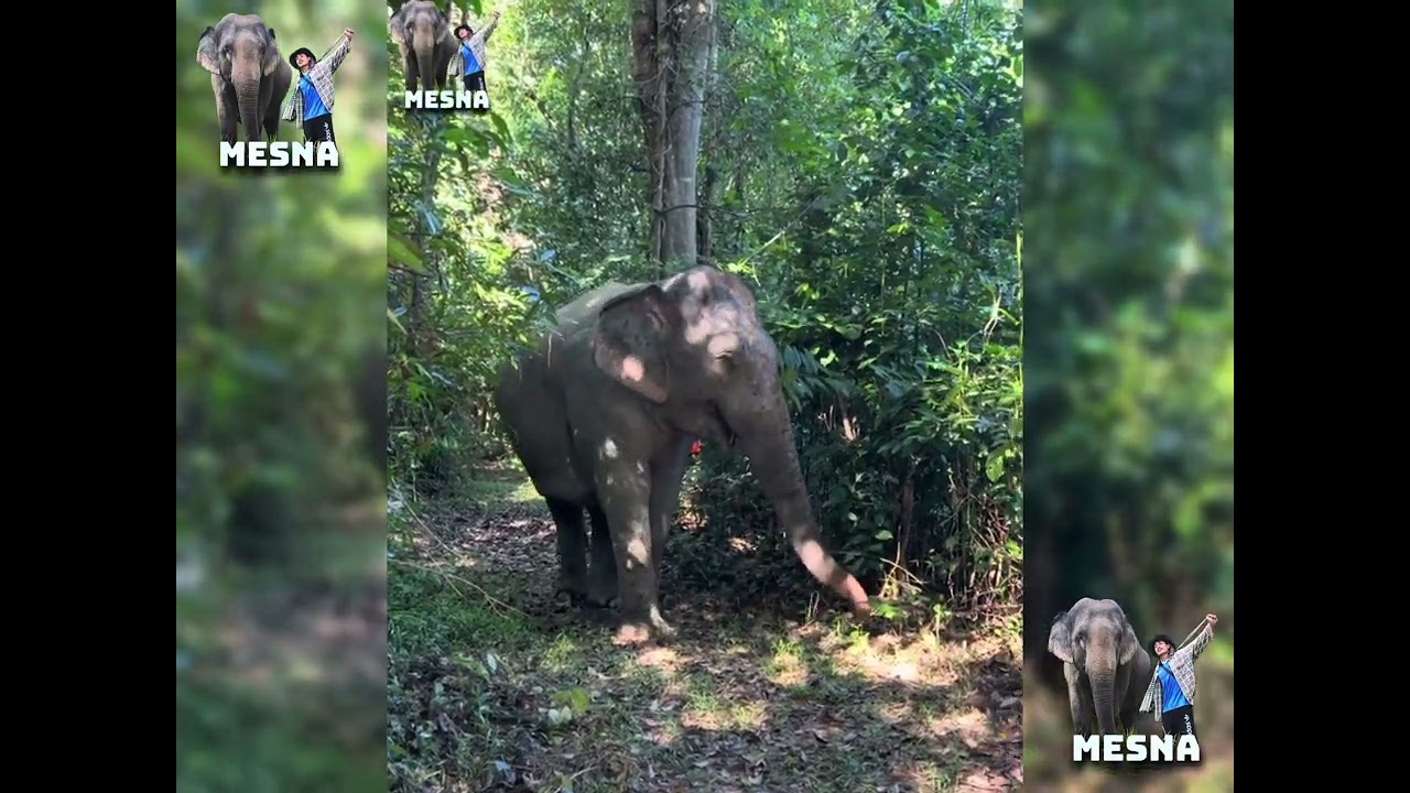 ខ្ញុំជាអ្នកមើលថែដំរីនៅ ខេត្តឧត្តរមានជ័យ  