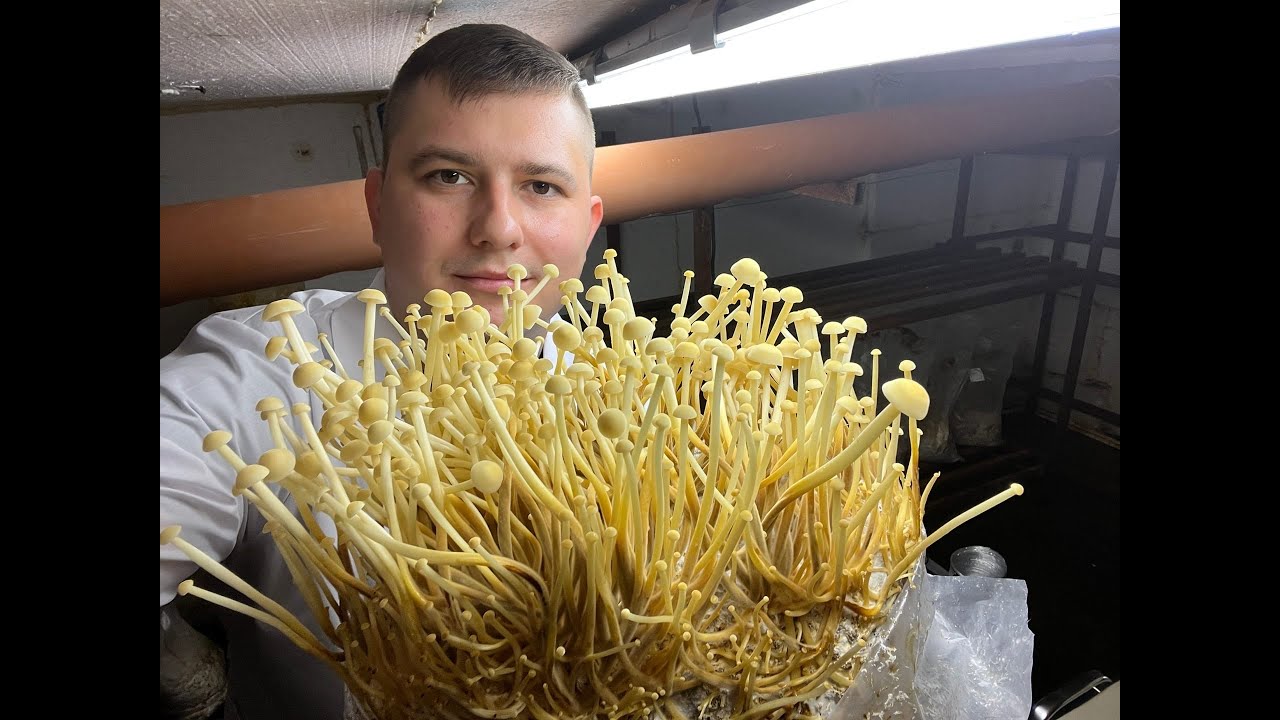 Экзотические Грибы. Эноки Таки. Выращивание Грибов в Гараже | Mushroom Cultivation