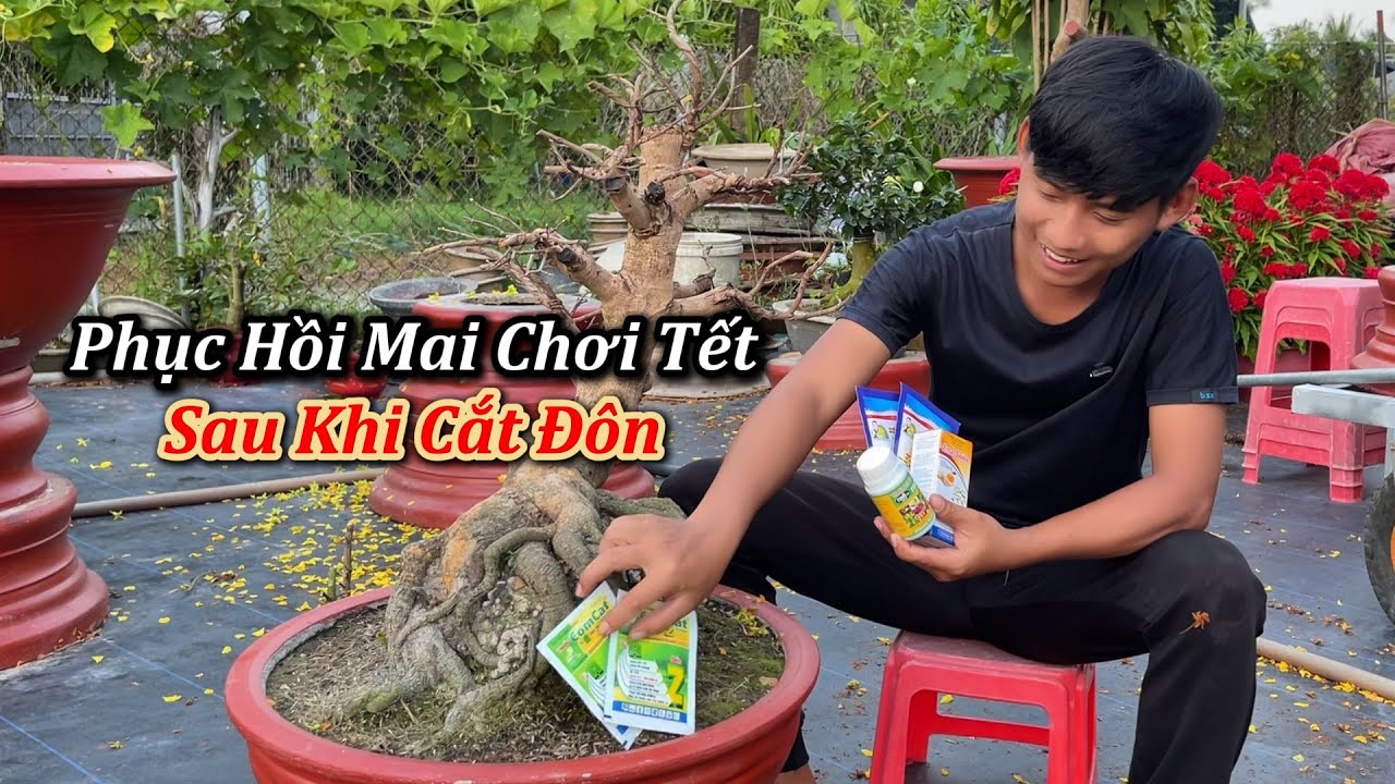 Combo Phục Hồi Mai Chơi Tết Sau Khi Cắt Đôn Tàng - Mai Vàng Duy Hiếu