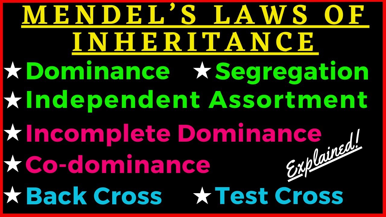 Mendel's 3 Laws of Inheritance Dominance Segregation Independent Assortment Genetics Punnett Square