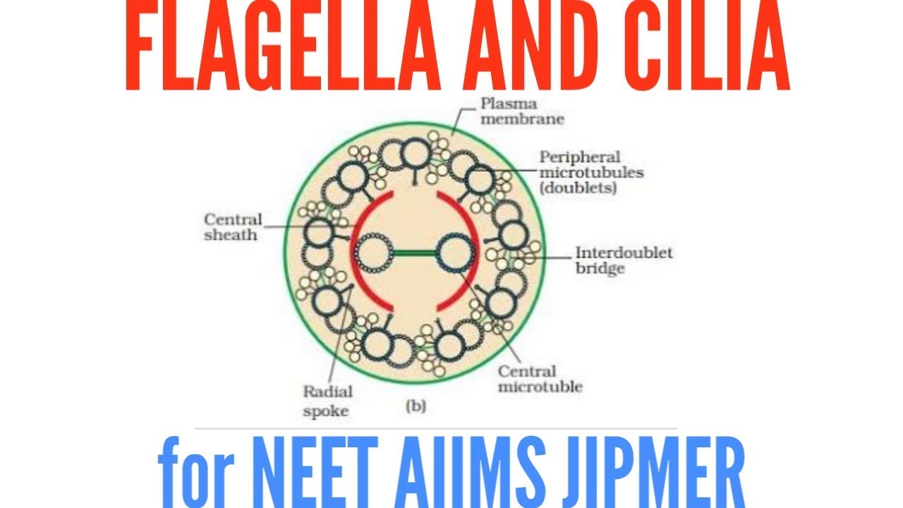 Structure of Flagella and cilia in detail