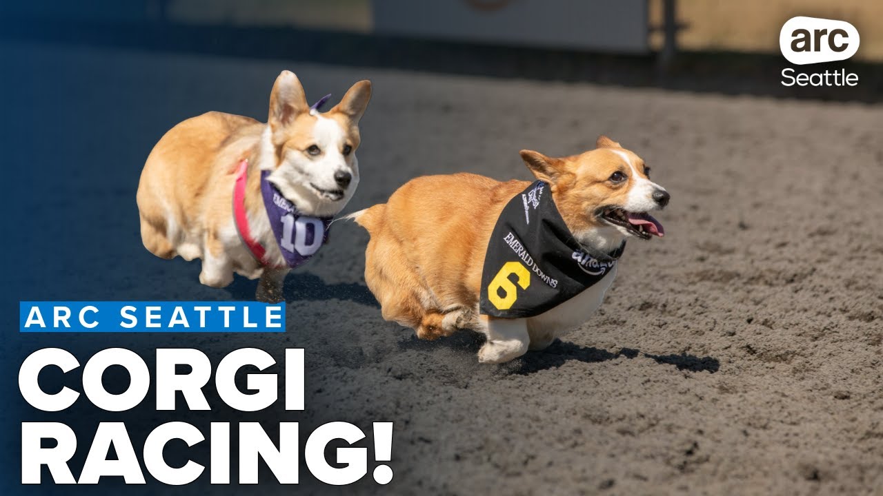 Corgi races to raise spirits and funds for Alzheimer's research