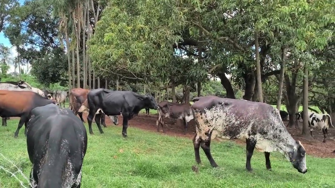 qual é  meu lucro depois que parei com a silagem  da cagil  usando  só capim mambaça  sem dar ração 