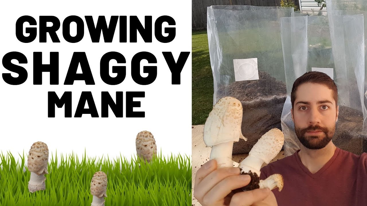 Выращивание гриба навозника белого (Coprinus comatus)