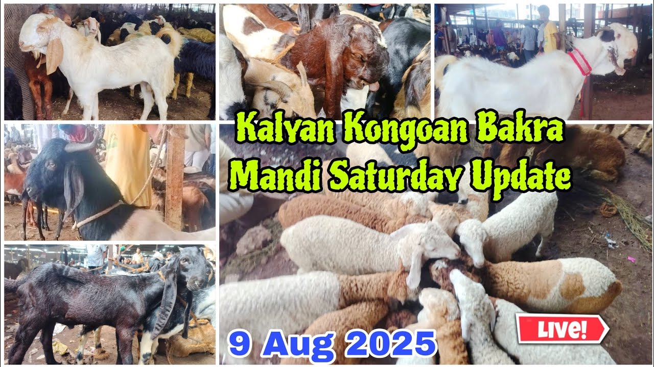 KALYAN KONGAOn BAKRA MANDI Live Update SATURDAY 09/08/2025 