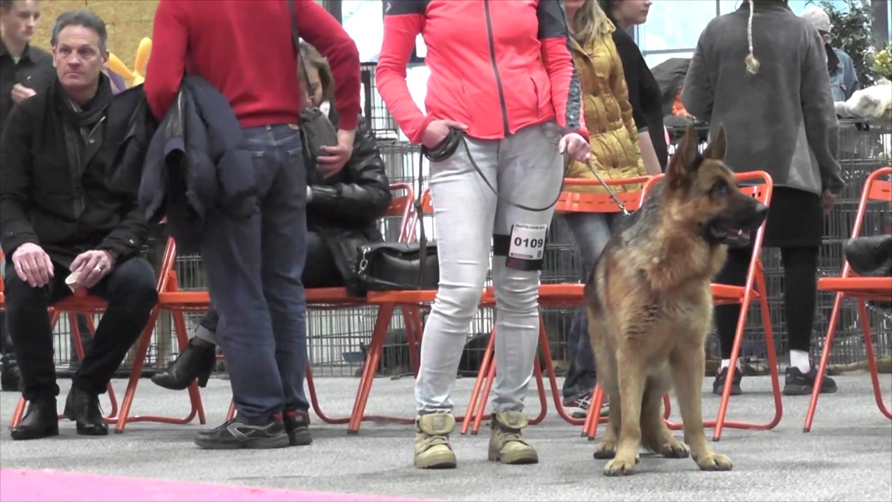 Zoom sur les Bergers allemands mâles NANTES CACIB 2016