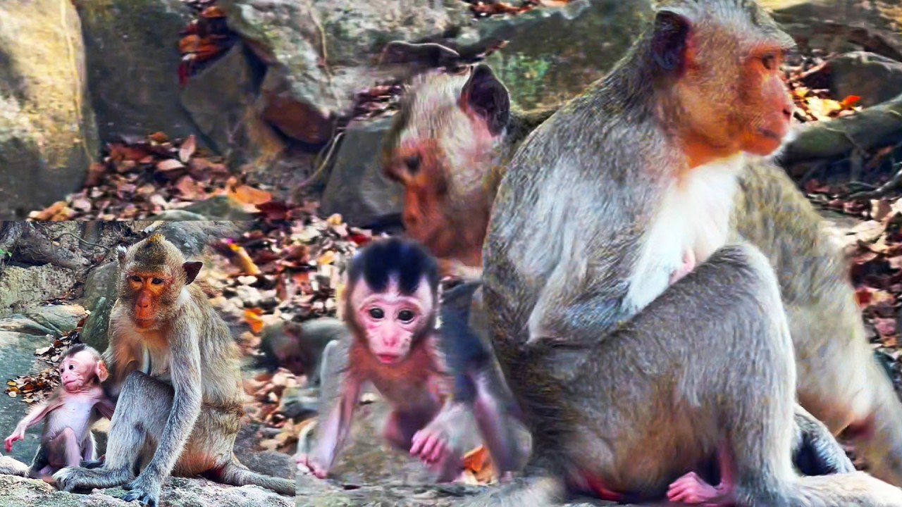 A cute baby monkey is nursing its mother it wants to play with his friend, but its mother forbids it