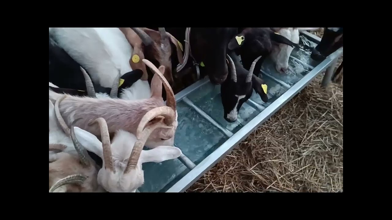 Recogiendo las cabras de los rastrojos