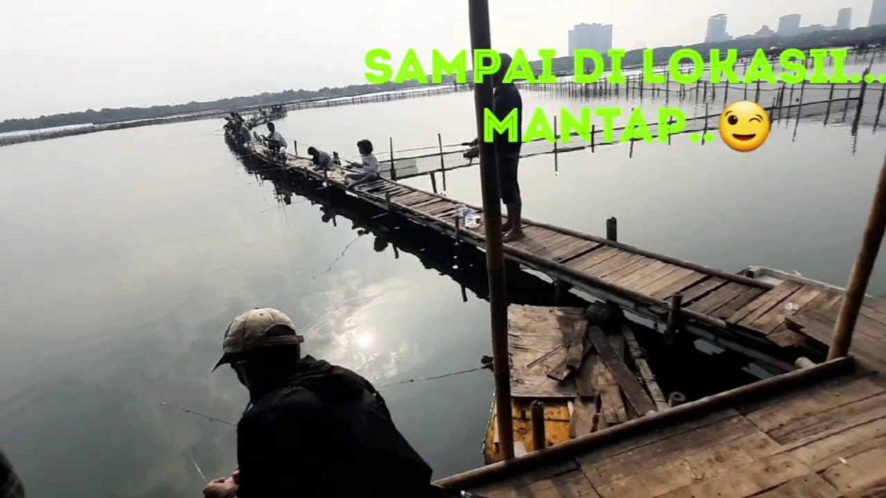 #mancingtambak Mancing kamal (miami)