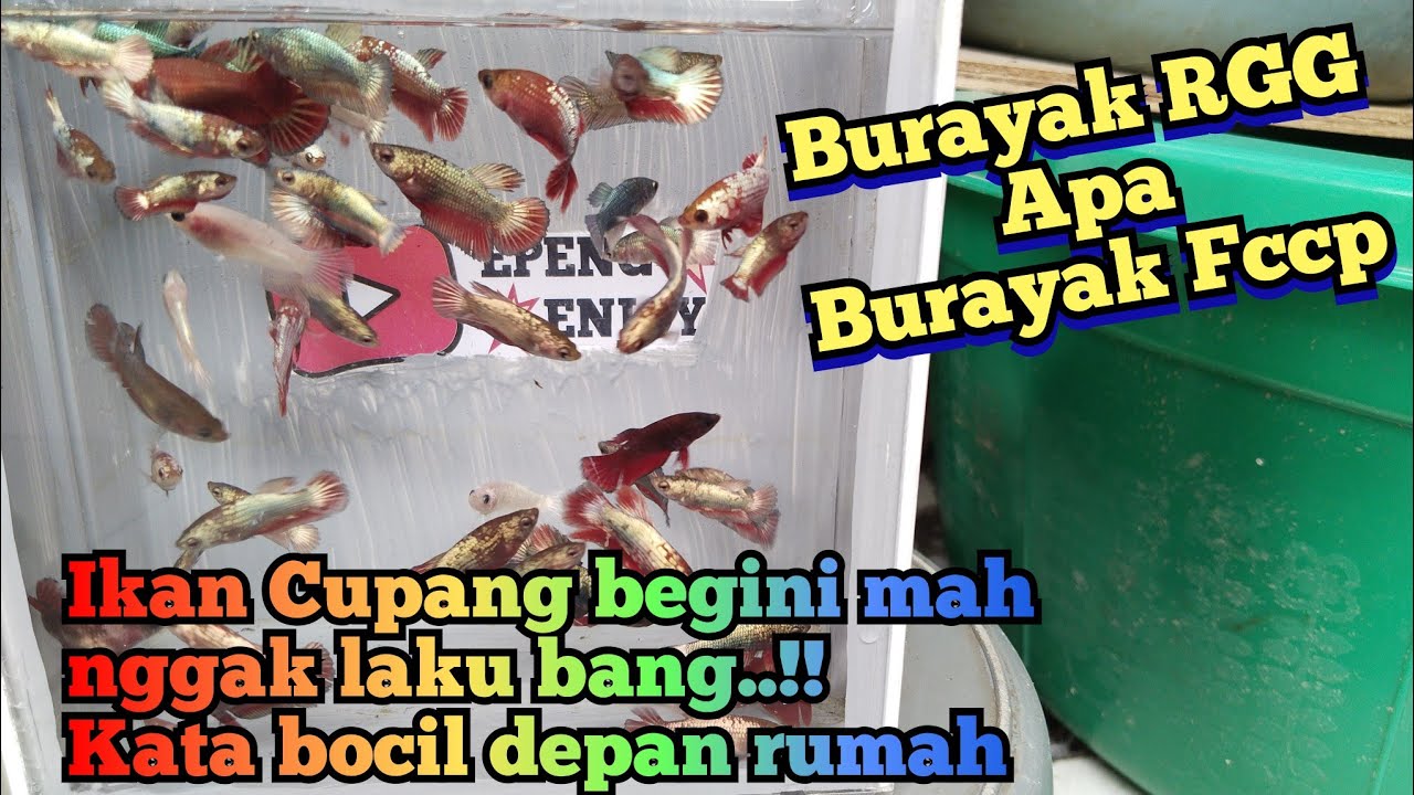 Burayak RGG kok begini yaa..??