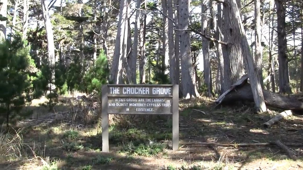 Monterey Cypress - The World's rarest tree