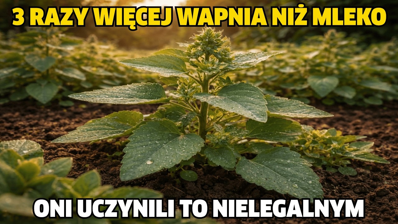 Lepsze niż mleko i szpinak. Rośnie za darmo w Twoim ogrodzie. Dlaczego to ukryli?