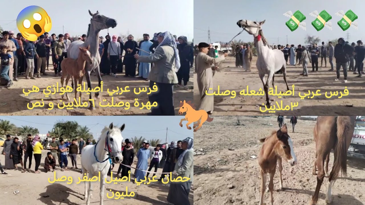 فرس عربي أصيلة هوازي هي مهرة وصلت ٦ملايين و نص🐎فرس عربي أصيلة شعله وصلت ٣ملايين🐎حصان عربي أصيل اصفر🐎