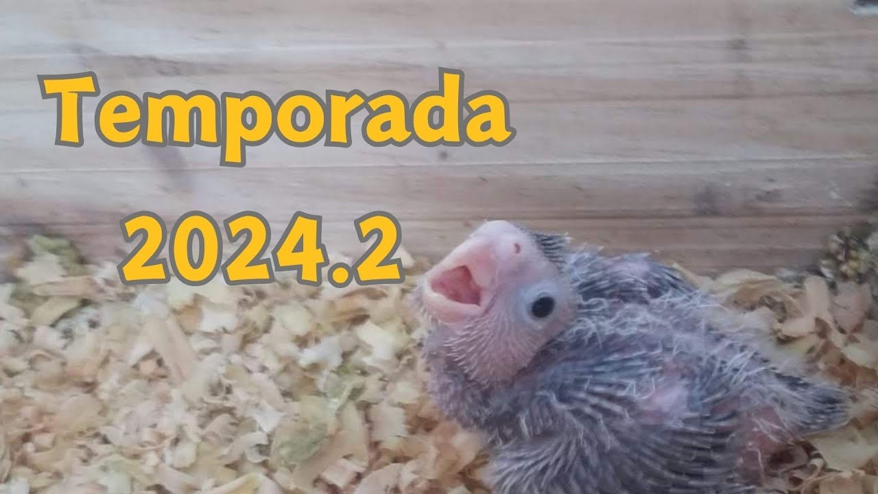 RESULTADO DA REPRODU&Ccedil;&Atilde;O DAS CALOPSITAS