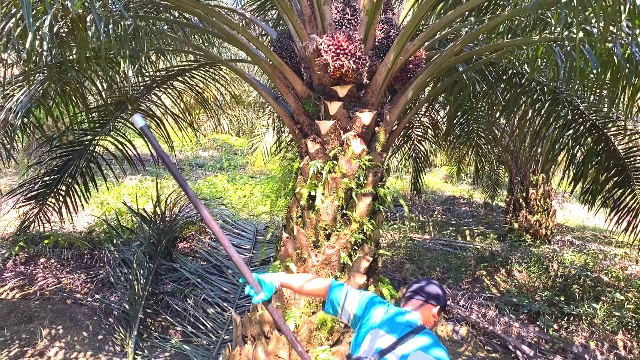 ADA AJA YANG MASAK PADAHAL ROTASI PANEN CUMA 9 HARI.!