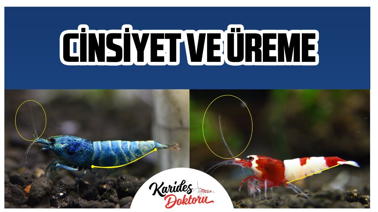 AKVARYUM KARİDESLERİ ÜREME VE CİNSİYET AYRIMI