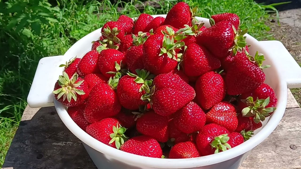 22 07 2026 Мисочка Альбіончика