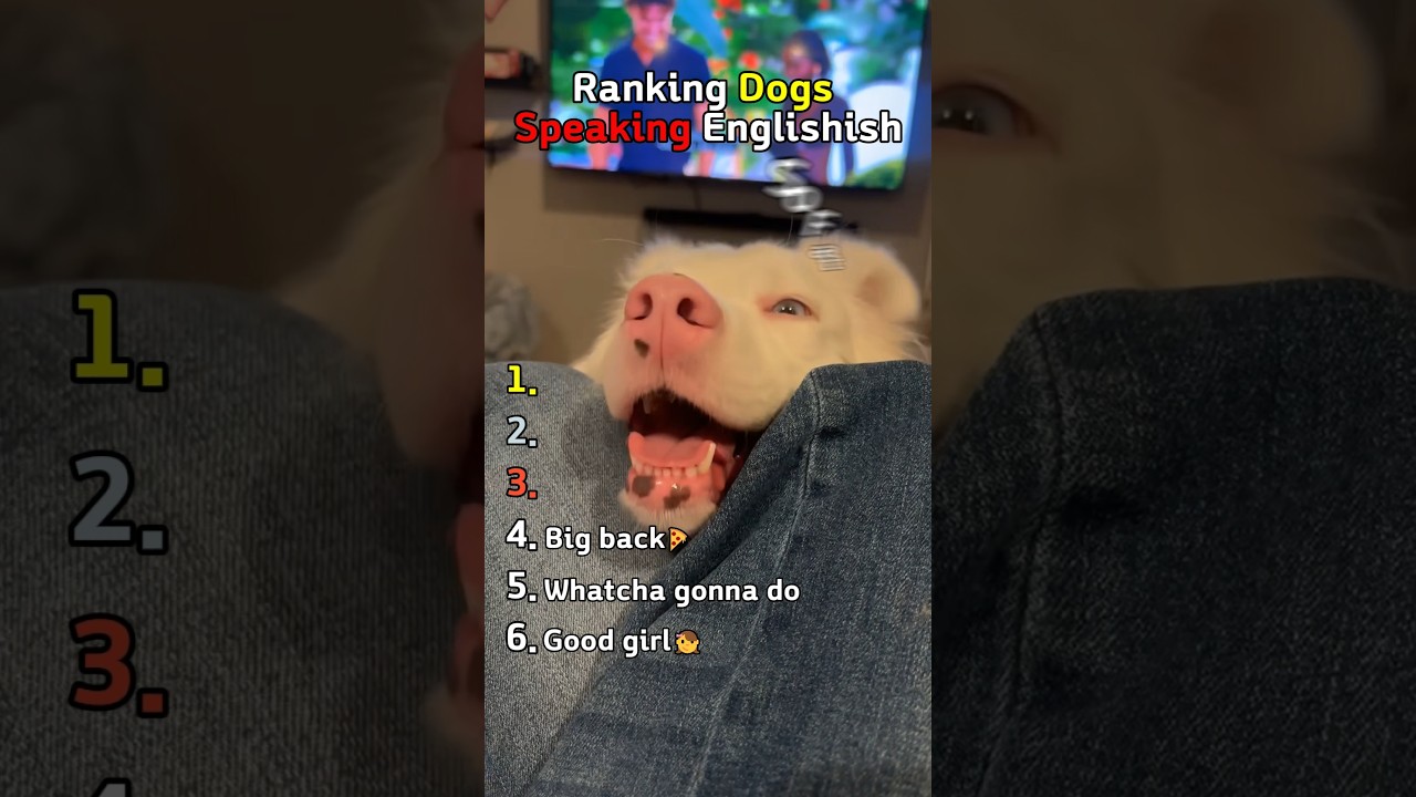 Dogs Can Speak English?🥺🐶