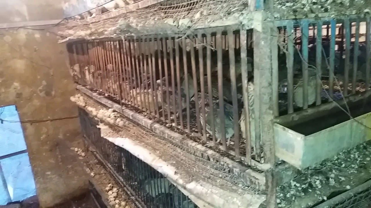 Batair Farming / Quail Farming In Urdu/Hindi Episode 13