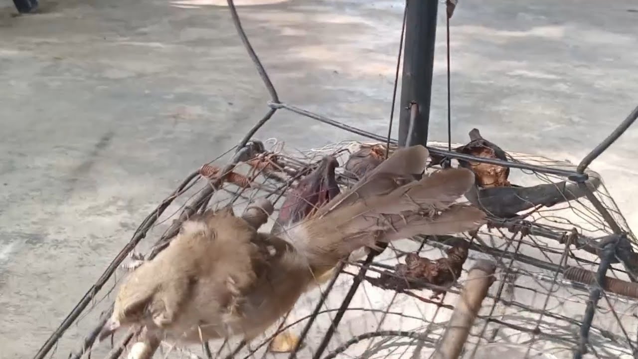 Bẫy được chú chim hoành hoạch 