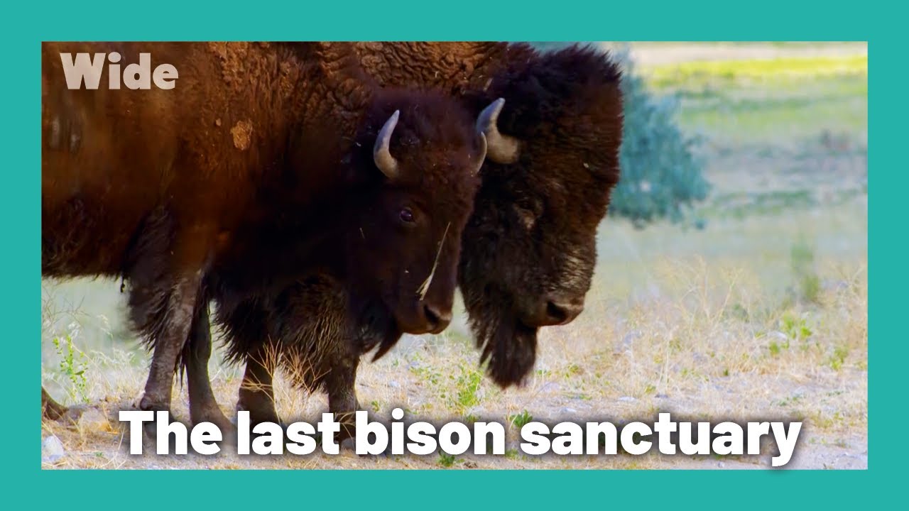 Antelope Island: a unique wildlife sanctuary | WIDE