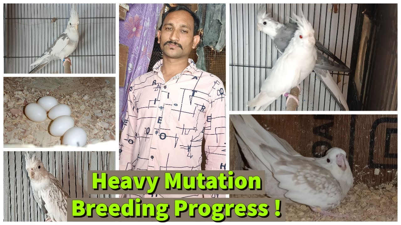 Cockatiel breeding progress and Update | Heavy Mutation cockatiel