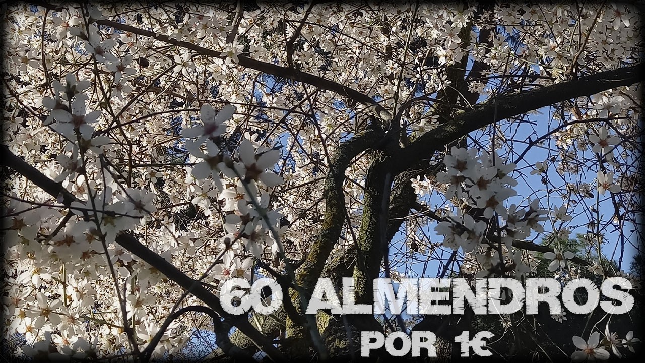 Cómo plantar 60 almendros por 1€ 🌳🌰 | Partes del fruto y plantación en semillero paso a paso