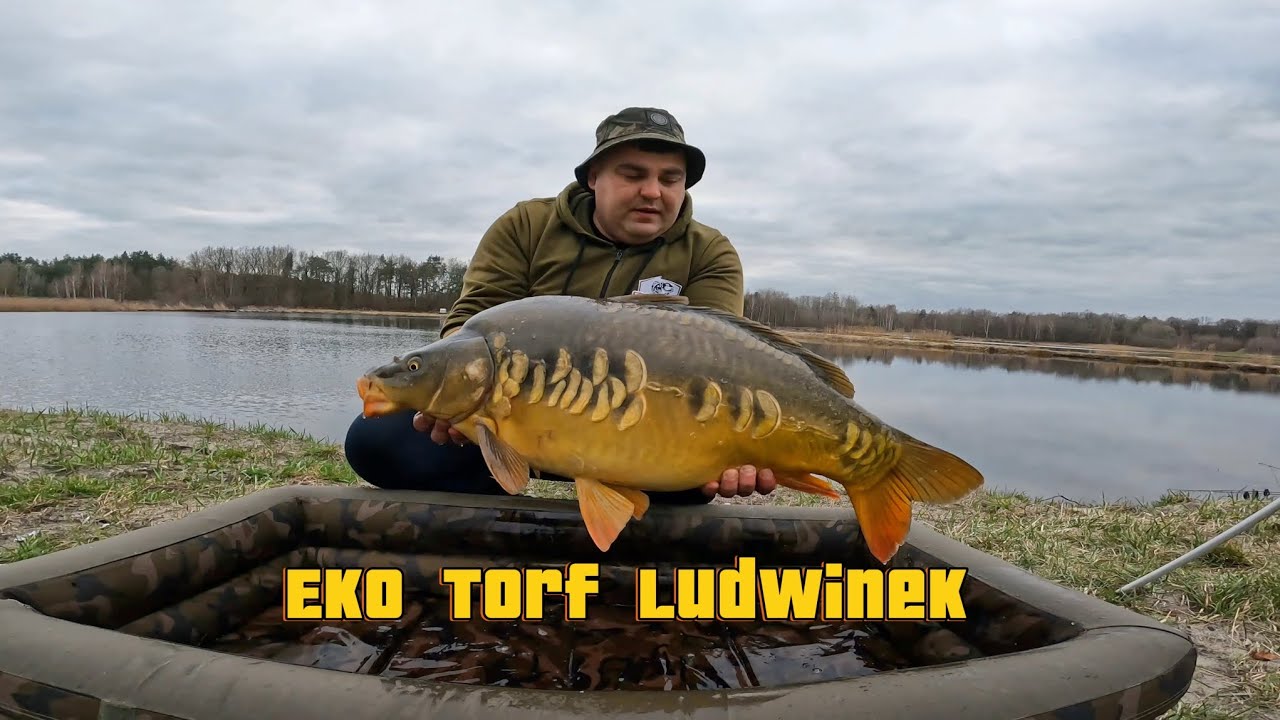 Łowisko Eko Torf Ludwinek 🏠do maty wjechały piękne Karpiki 🐟