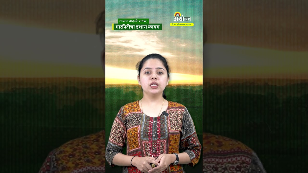 Rain Alert: राज्यात वादळी पाऊस, गारपिटीचा इशारा कायम | Agrowon