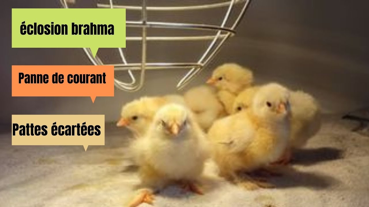Éclosion poussin brahma, pattes écartées, panne de courant (Couveuse) la misère😳 on en parle ici 👇