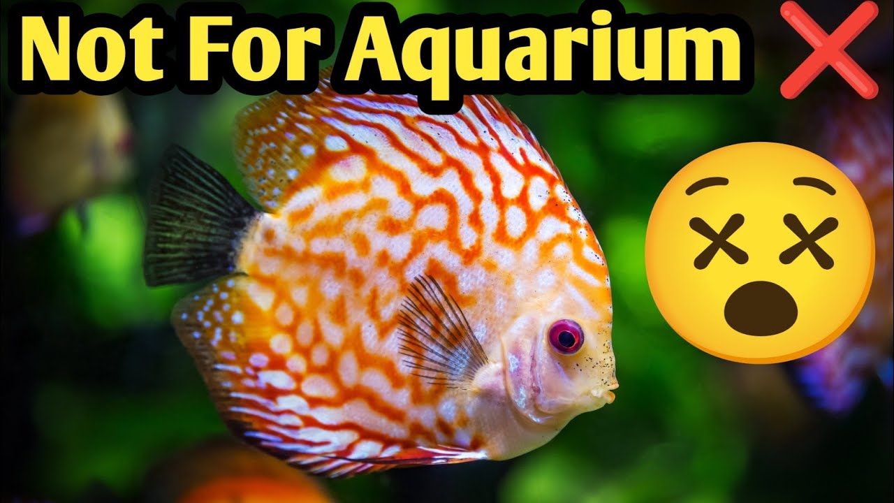 Watch this video before buying for your home aquarium 😮🔥