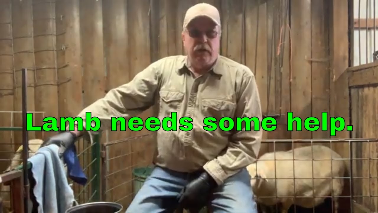 Constipated Lamb needs some help and an Enema