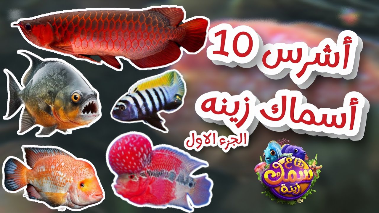 أشرس عشر اسماك زينه فالعالم | الجزء الاول