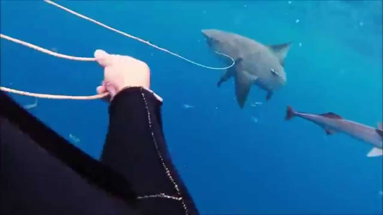 BULL SHARK DIVE FLORIDA