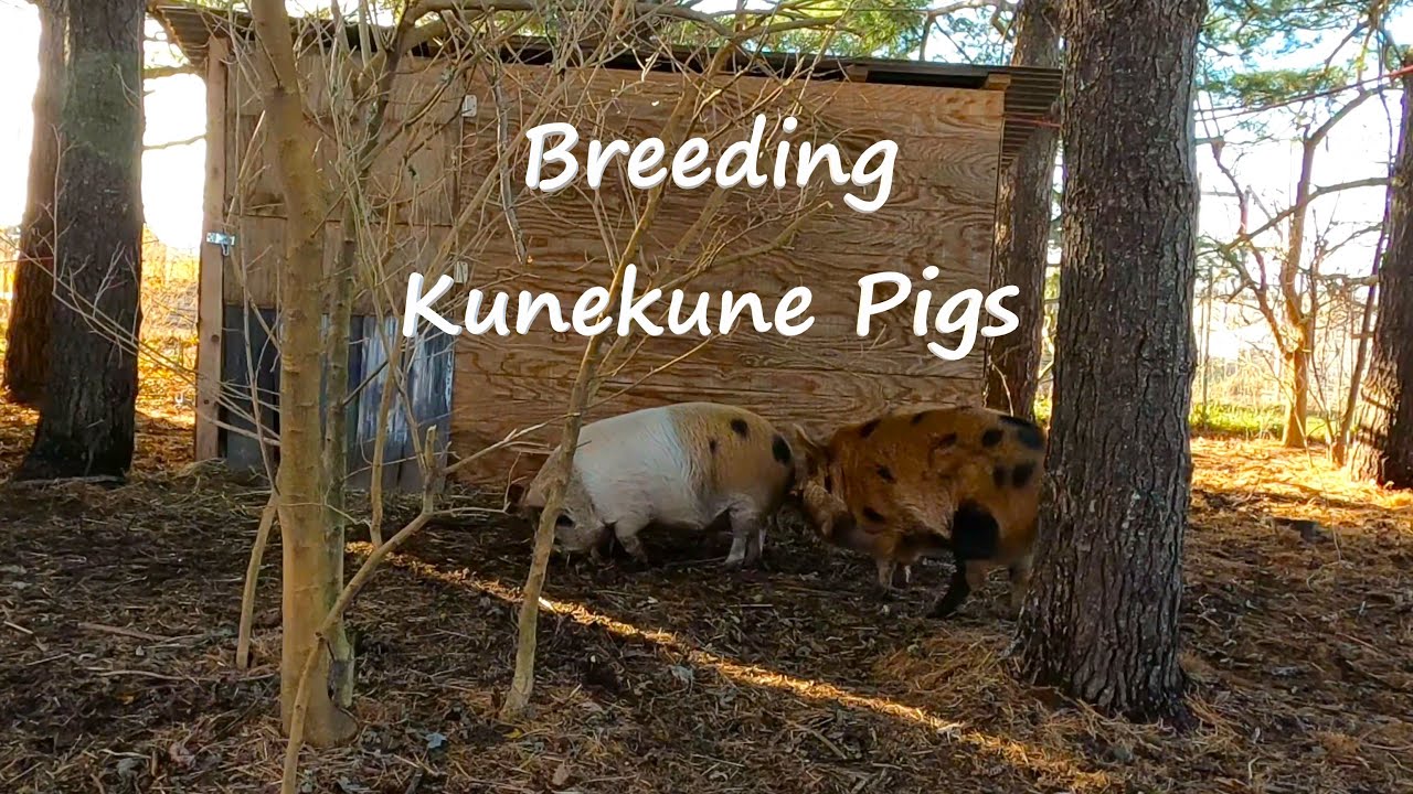 Breeding Kunekune Pigs for the First Time!!