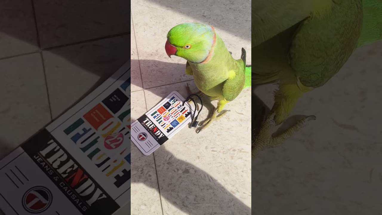 Mitthu dhoop sek rha h #parrot  #nonstoptalkingparrot  #youtubeshorts  #shortsfeed 