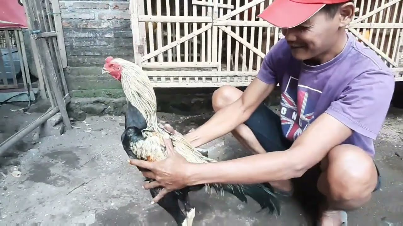 MELIHAT KEMBALI PETERNAKAN AYAM PAKOY,PAMA,MANGON,BANGKOK DIPETERNAKAN MAS ANDRE