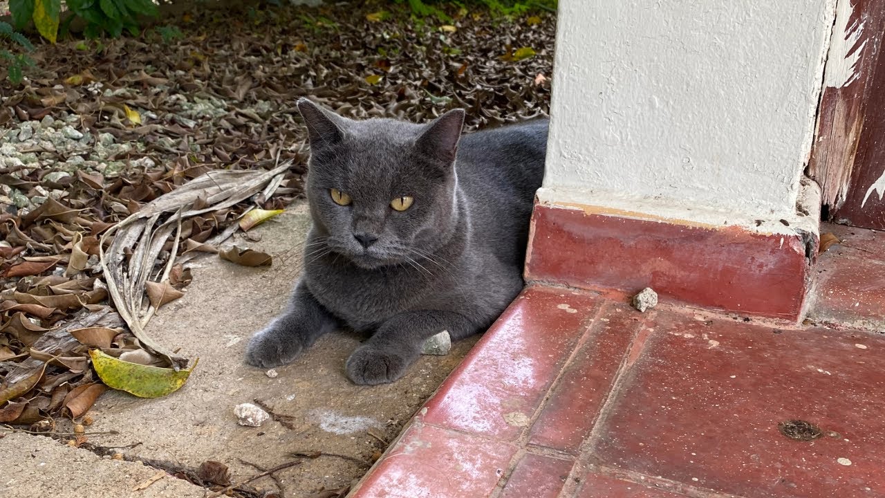 Russian Blue cat abandoned on the streets finds a home