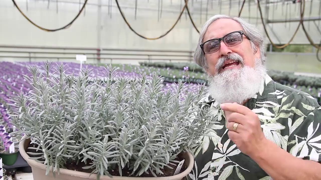 Lavender Sensational!