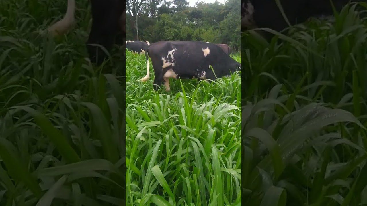 🐄 O melhor capim para piquenique em nossa regi&atilde;o 🐄 #fazendadegado #vaca #vacasdeleite #agropecuaria