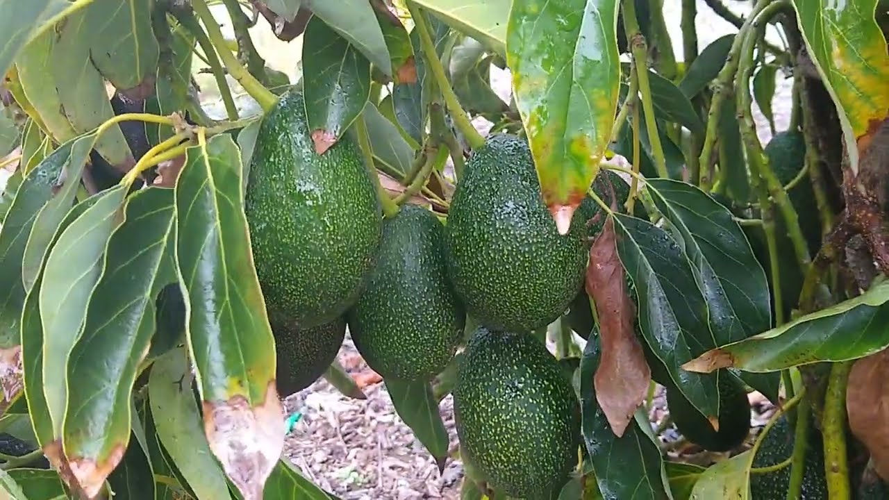Wisest way to harvest GEM avocados?