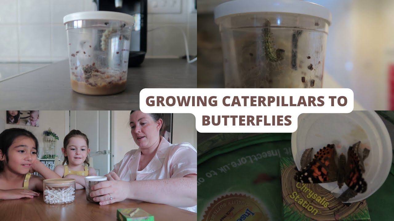 GROWING CATERPILLARS TO BUTTERFLIES DURING THE SUMMER HOLIDAYS 2022